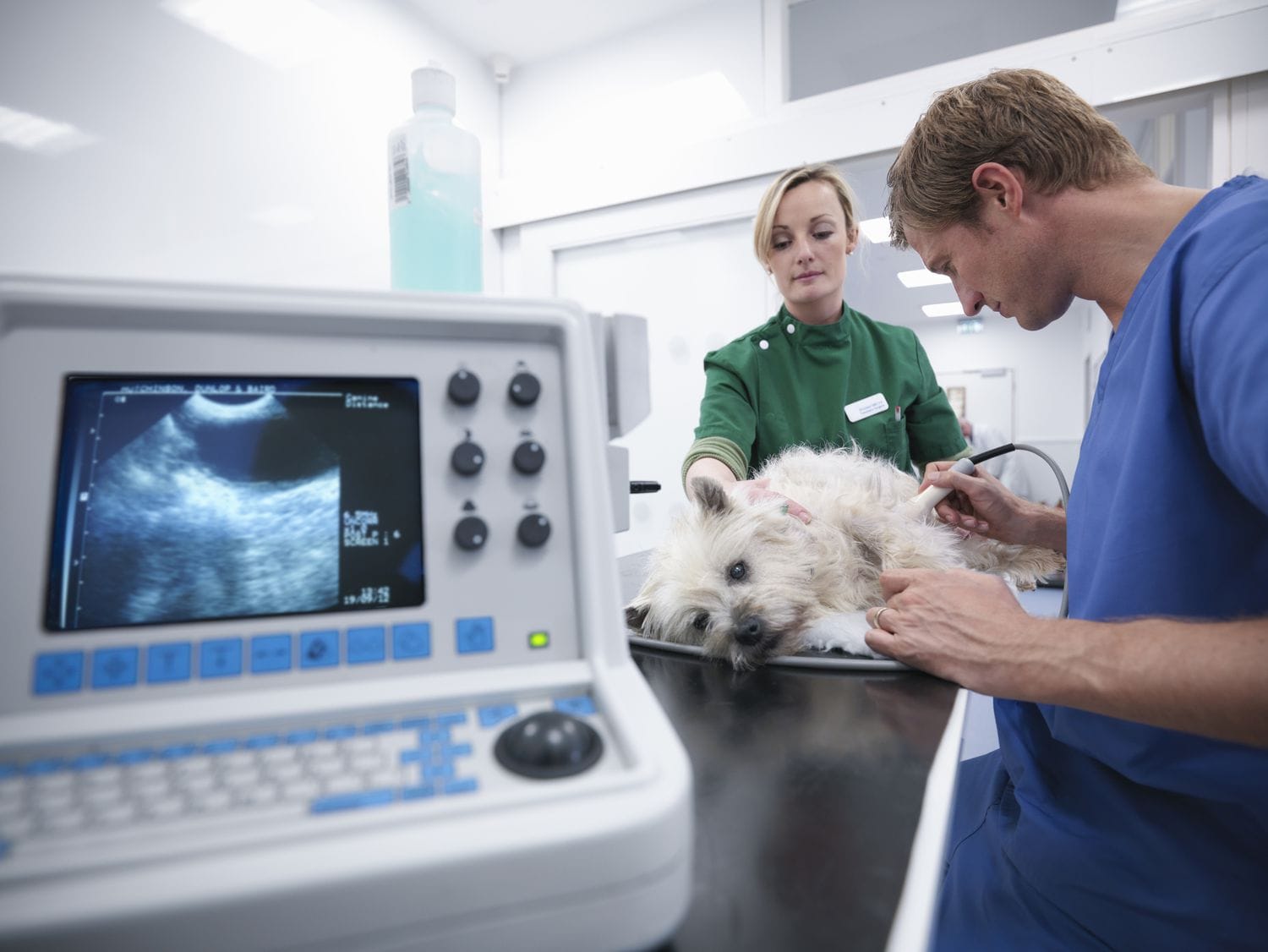 Veterinary Ultrasound Stockton | Pet Imaging | Pacific Vet