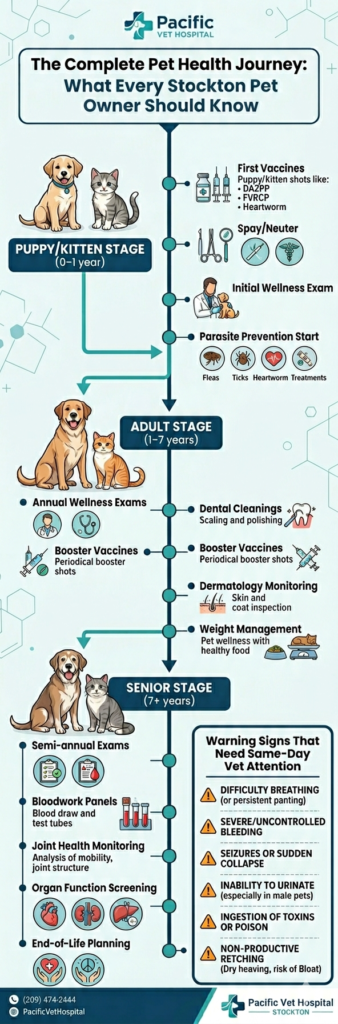 Veterinary Services in Stockton: A Complete Guide to What We Treat