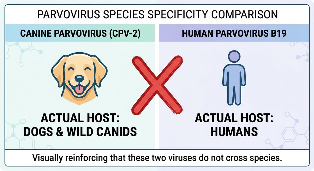 Can People Get Parvo from Dogs? What Pet Owners Need to Know About Parvovirus Transmission